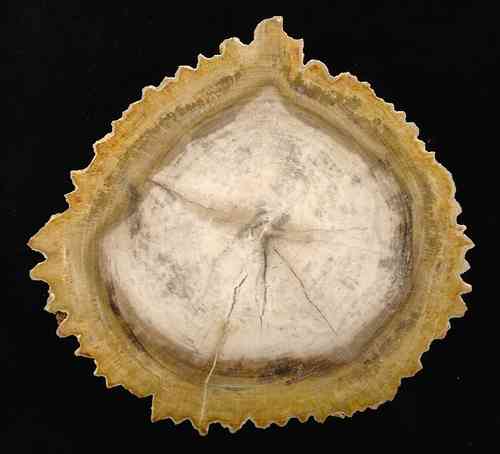 Versteinertes Holz - Dipterocarpus - Tertiär - Durchmesser 18 cm