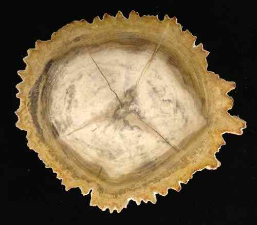 Versteinertes Holz - Dipterocarpus - Tertiär - Durchmesser 18 cm